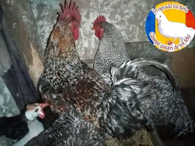  - Matca de găini mixte porumbace 2022