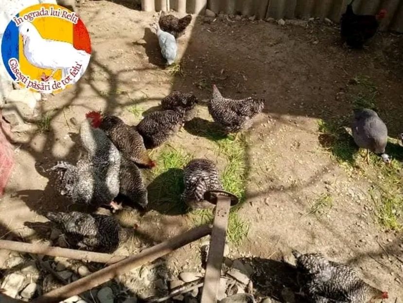  - Matca de găini mixte porumbace 2022