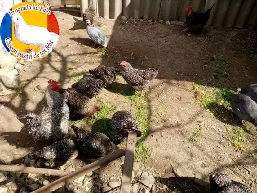 - Matca de găini mixte porumbace 2022