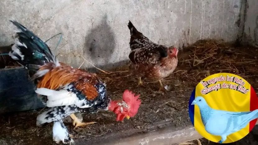  - Matca de găini pitice porțelan 2022