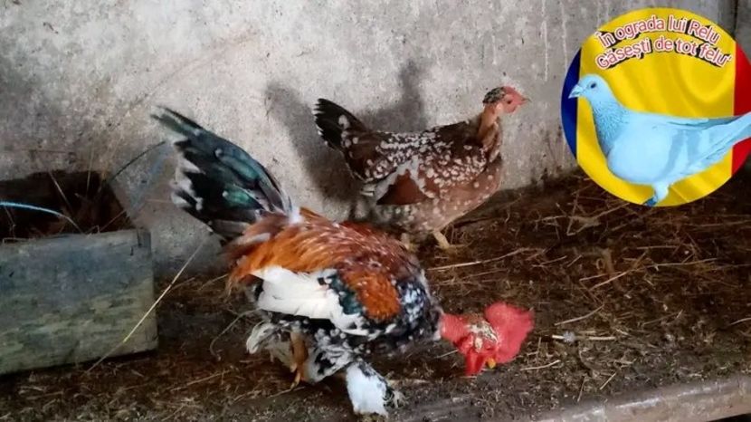  - Matca de găini pitice porțelan 2022