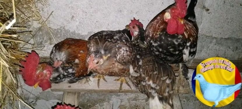  - Matca de găini pitice porțelan 2022