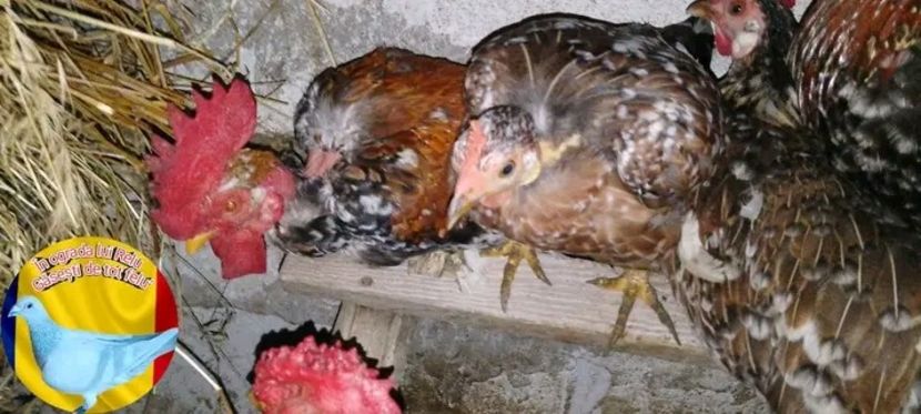  - Matca de găini pitice porțelan 2022