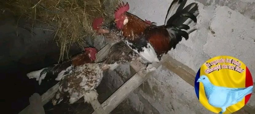  - Matca de găini pitice porțelan 2022