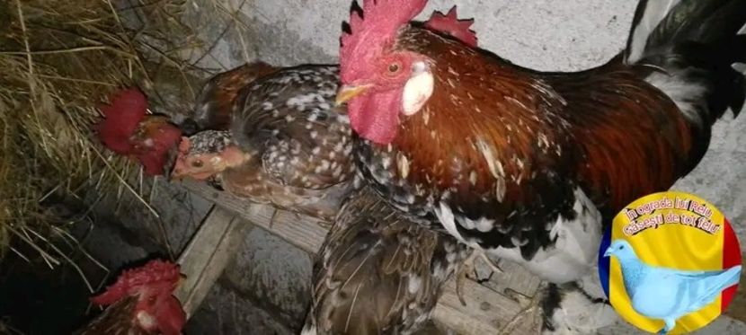  - Matca de găini pitice porțelan 2022