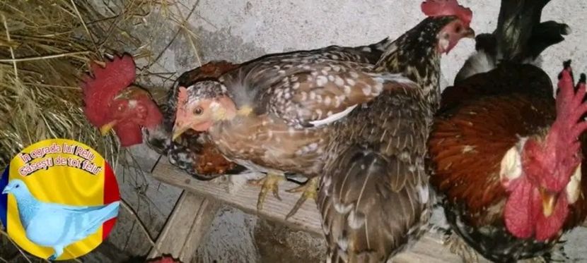  - Matca de găini pitice porțelan 2022