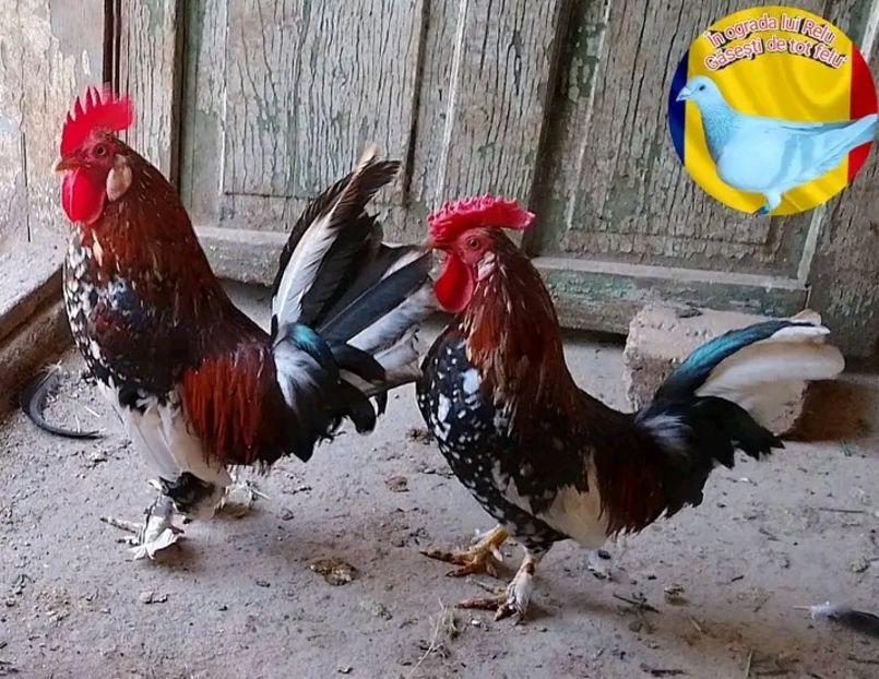  - Matca de găini pitice porțelan 2022