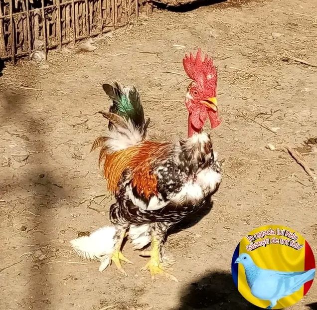  - Matca de găini pitice porțelan 2022