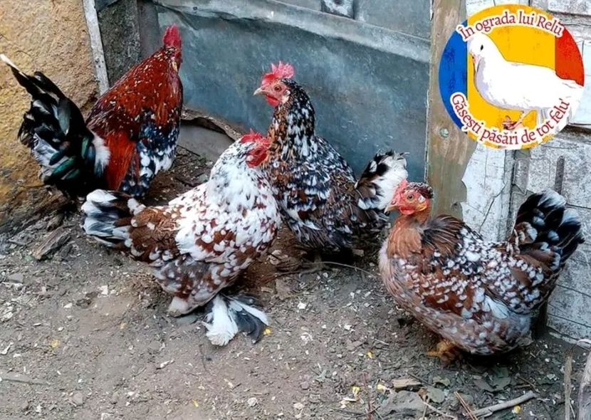  - Matca de găini pitice porțelan 2022