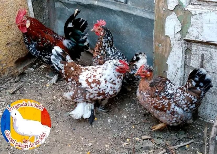  - Matca de găini pitice porțelan 2022