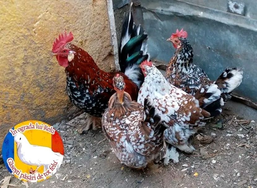  - Matca de găini pitice porțelan 2022