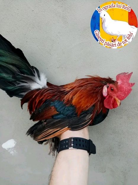  - Matca de găini pitice porțelan 2022