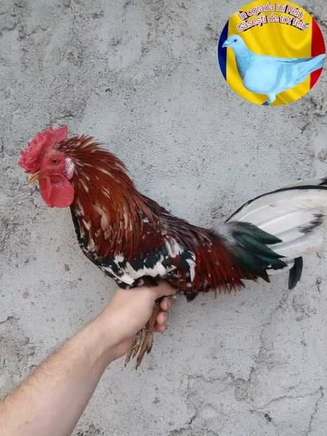  - Matca de găini pitice porțelan 2022