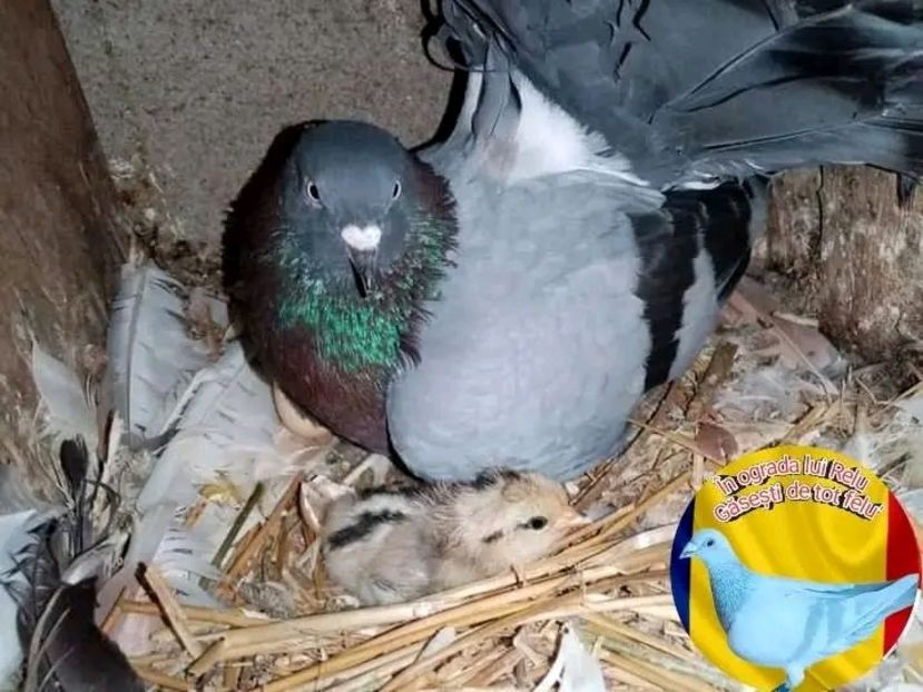  - Pui de găină pitică 2022