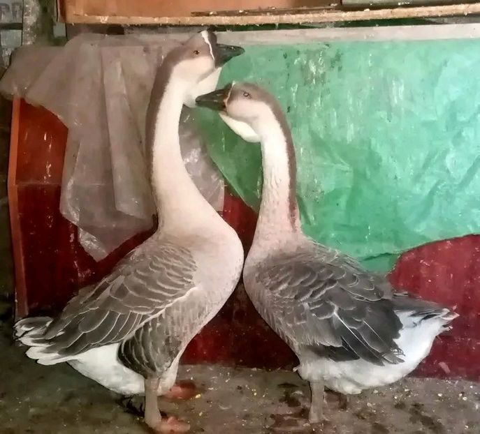  - Boboci de gâscă leșească 2021