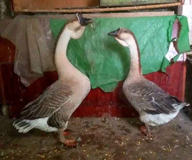  - Boboci de gâscă leșească 2021