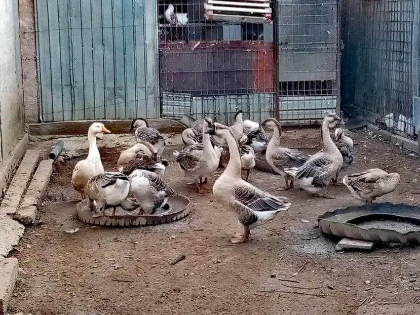  - Boboci de gâscă leșească 2021