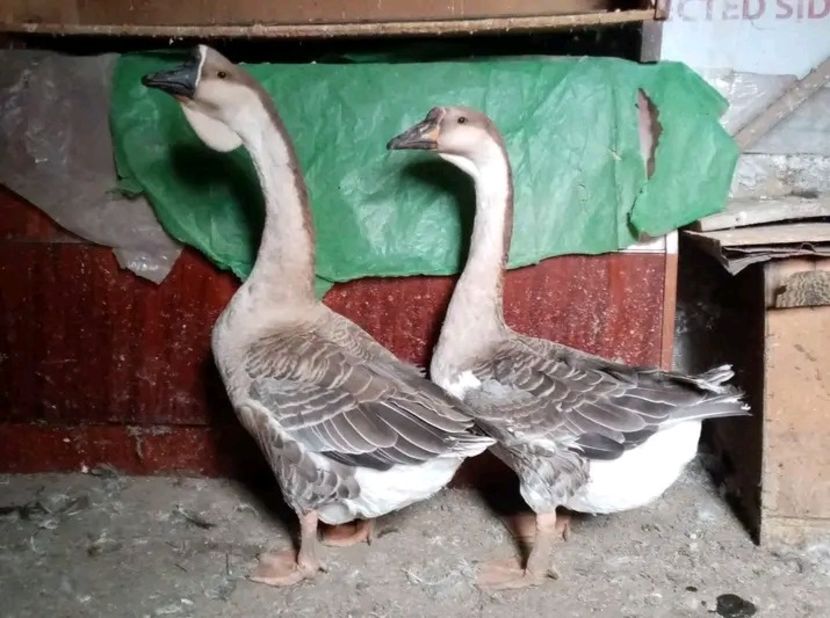  - Boboci de gâscă leșească 2021