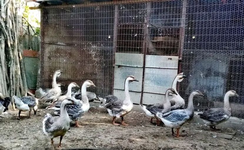  - Boboci de gâscă leșească 2021