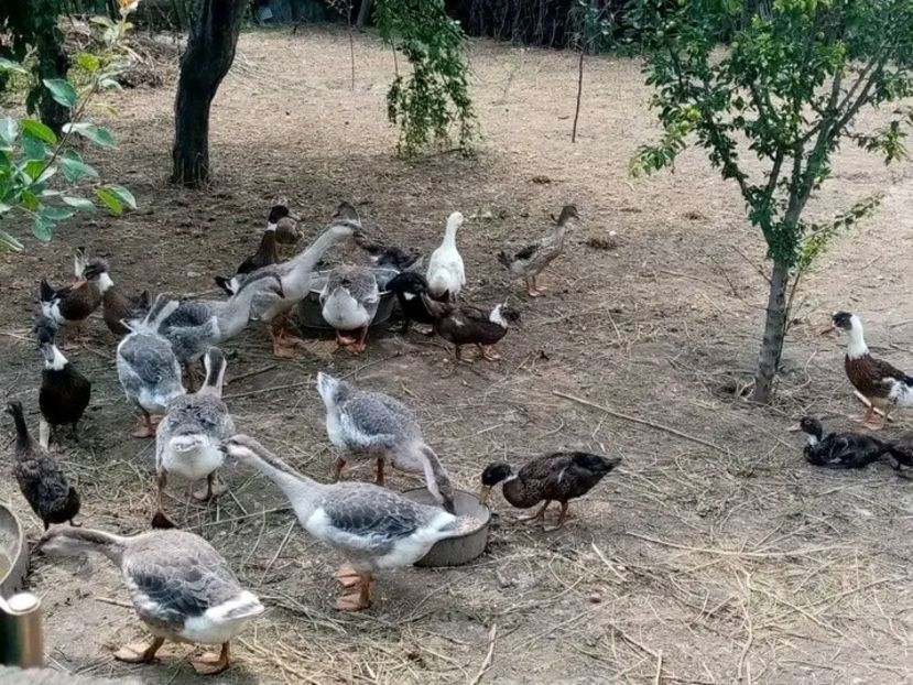  - Boboci de gâscă leșească 2021