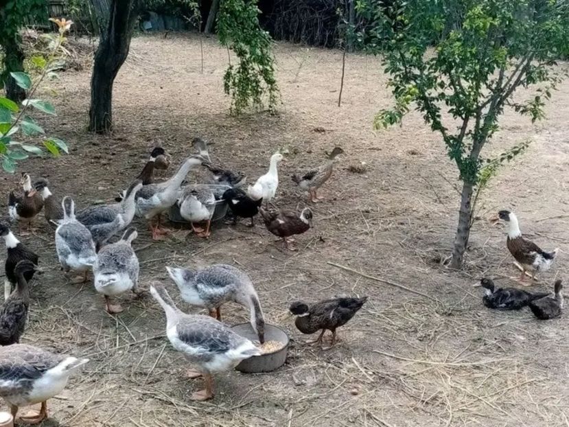  - Boboci de gâscă leșească 2021