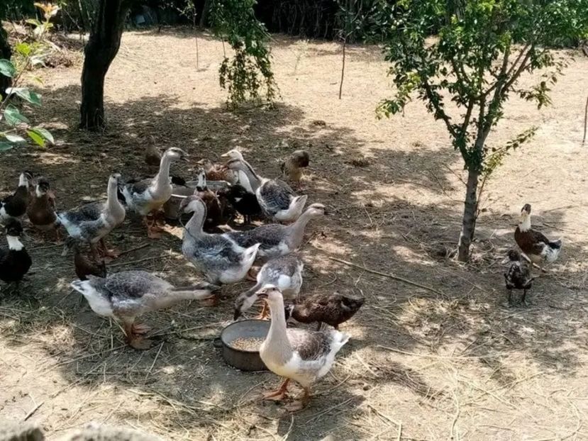  - Boboci de gâscă leșească 2021