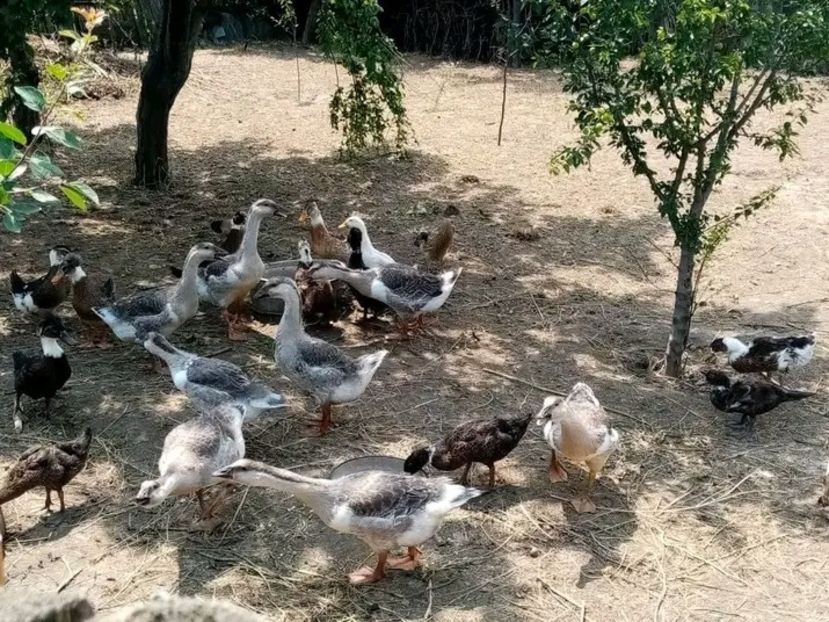  - Boboci de gâscă leșească 2021