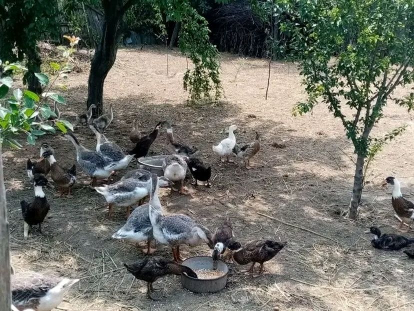  - Boboci de gâscă leșească 2021