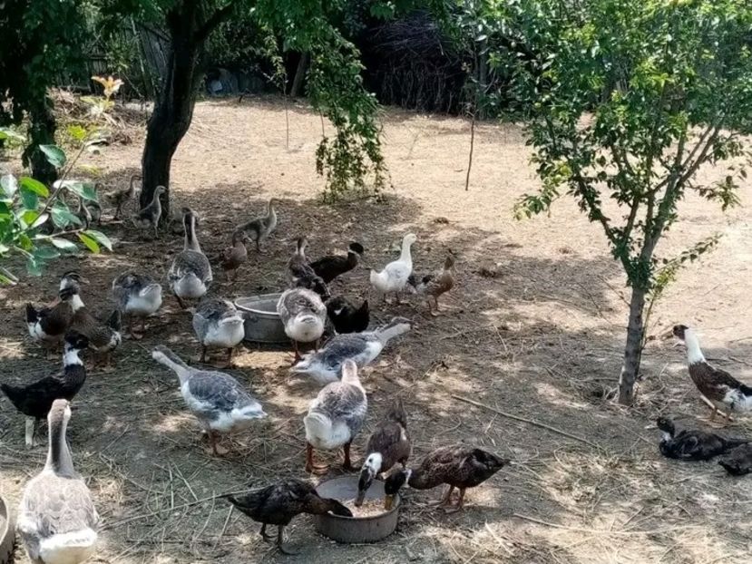  - Boboci de gâscă leșească 2021