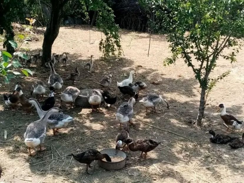  - Boboci de gâscă leșească 2021