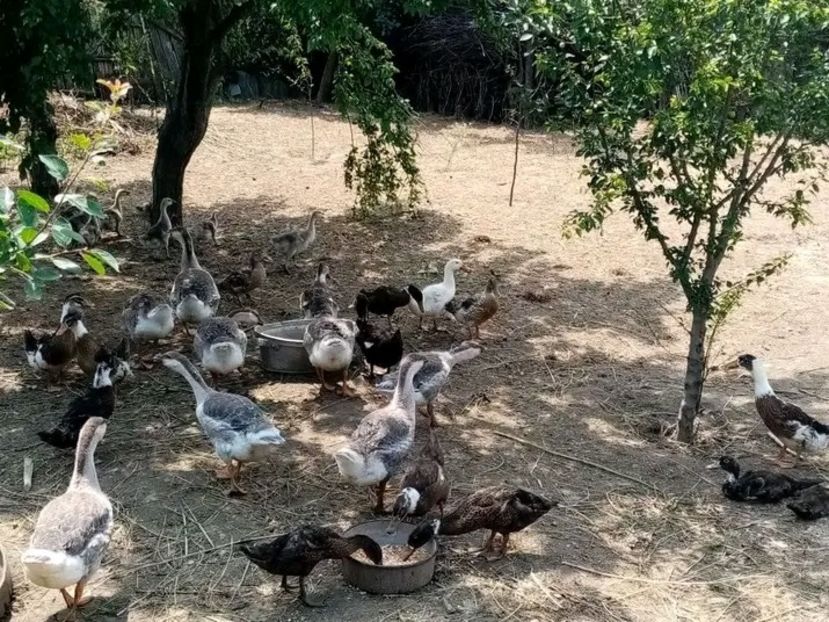  - Boboci de gâscă leșească 2021