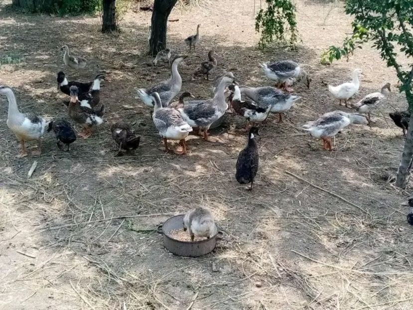  - Boboci de gâscă leșească 2021