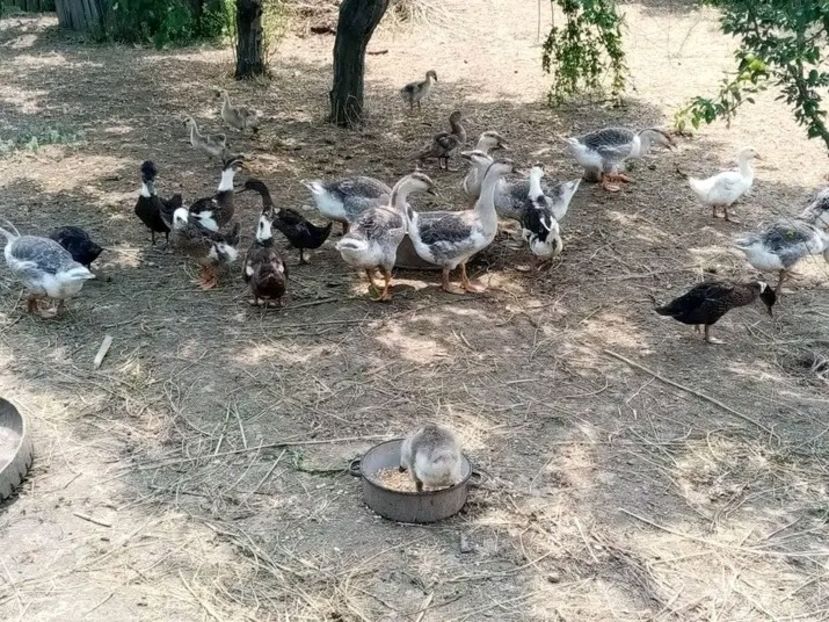  - Boboci de gâscă leșească 2021