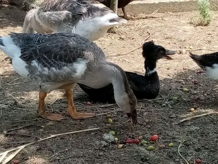  - Boboci de gâscă leșească 2021