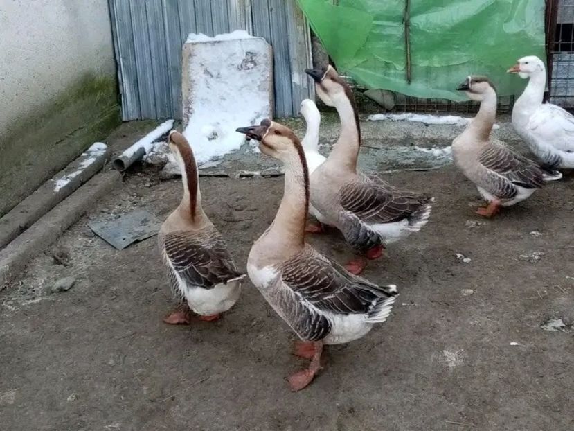  - Matca de gâște leșești 2021