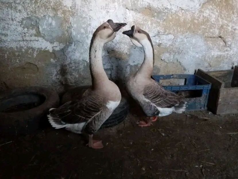  - Matca de gâște leșești 2021