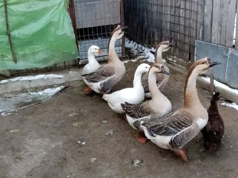  - Matca de gâște leșești 2021