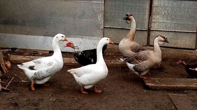  - Matca de gâște leșești 2021