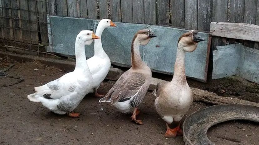  - Matca de gâște leșești 2021