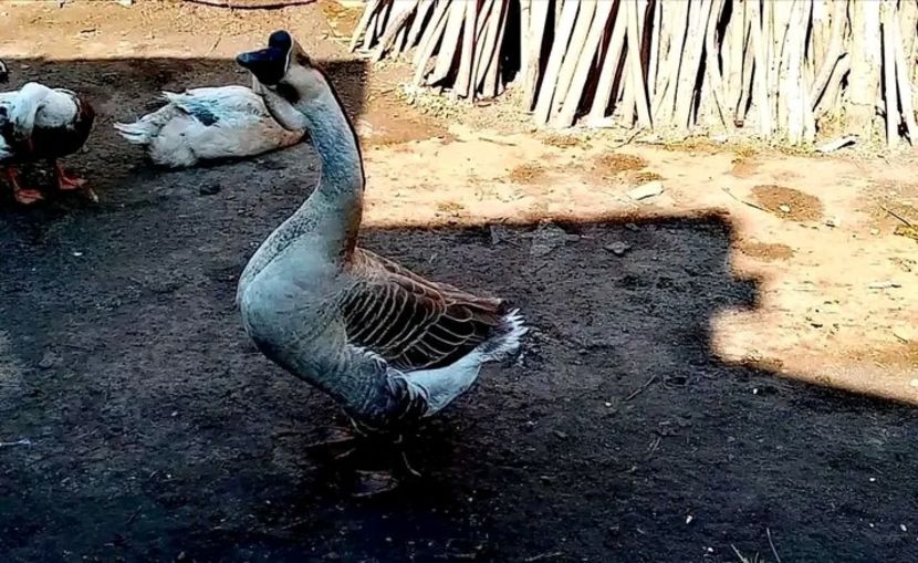  - Matca de gâște leșești 2021