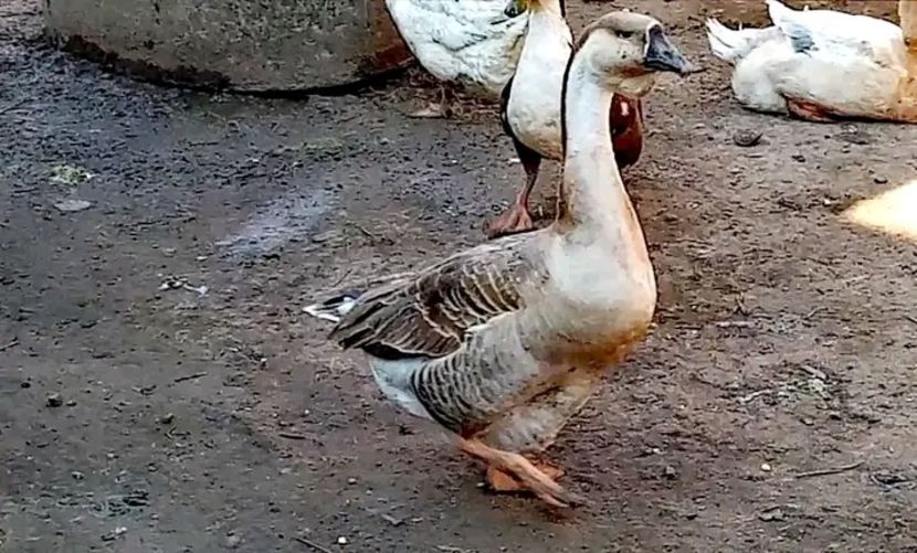  - Matca de gâște leșești 2021