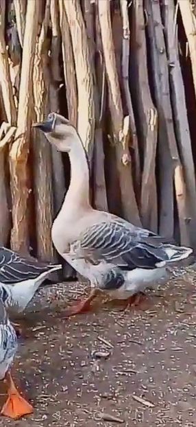  - Matca de gâște leșești 2022