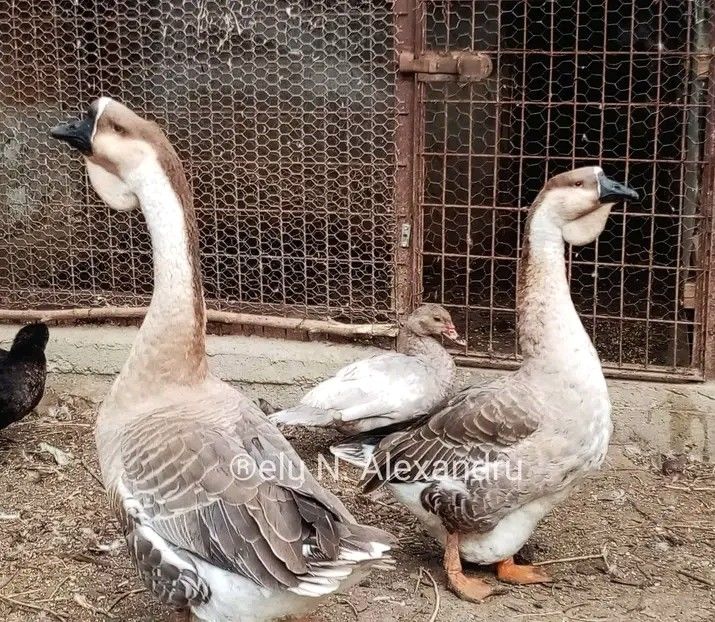  - Matca de gâște leșești 2022