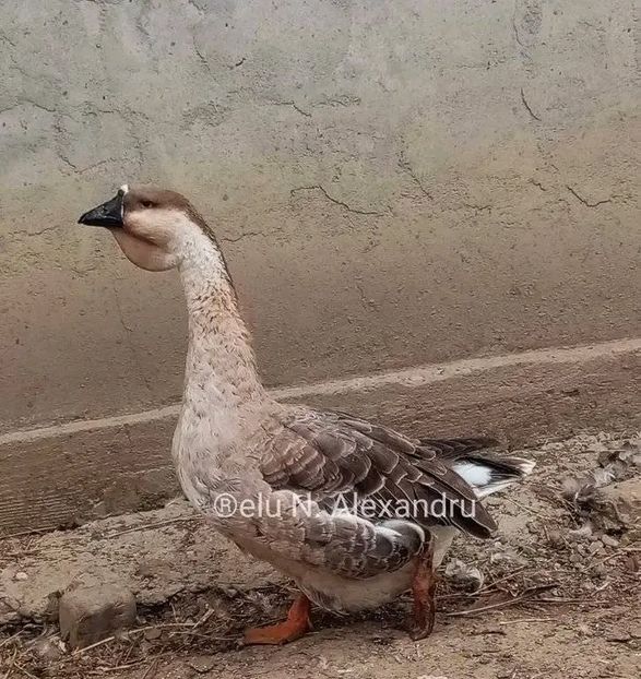  - Matca de gâște leșești 2022