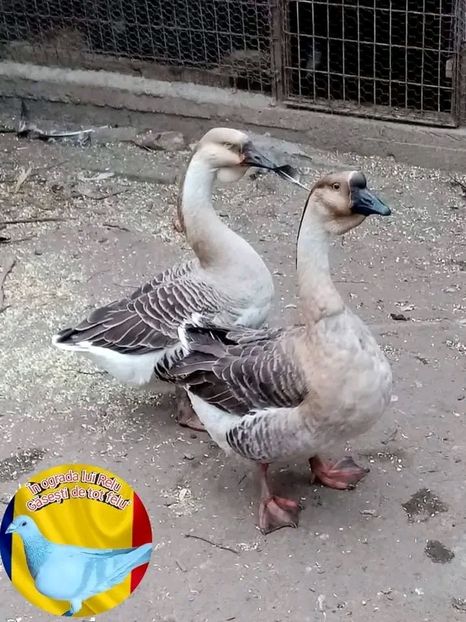  - Matca de gâște leșești 2022