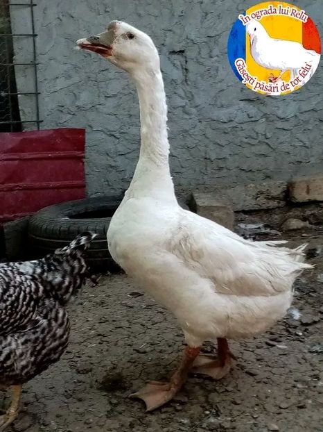  - Matca de gâște leșești 2022