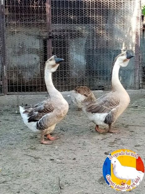  - Matca de gâște leșești 2022