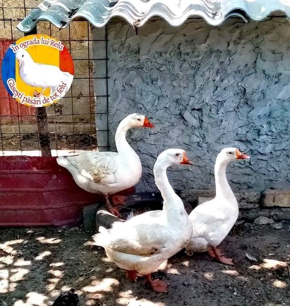  - Matca de gâște leșești 2022