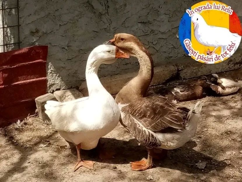  - Matca de gâște leșești 2022