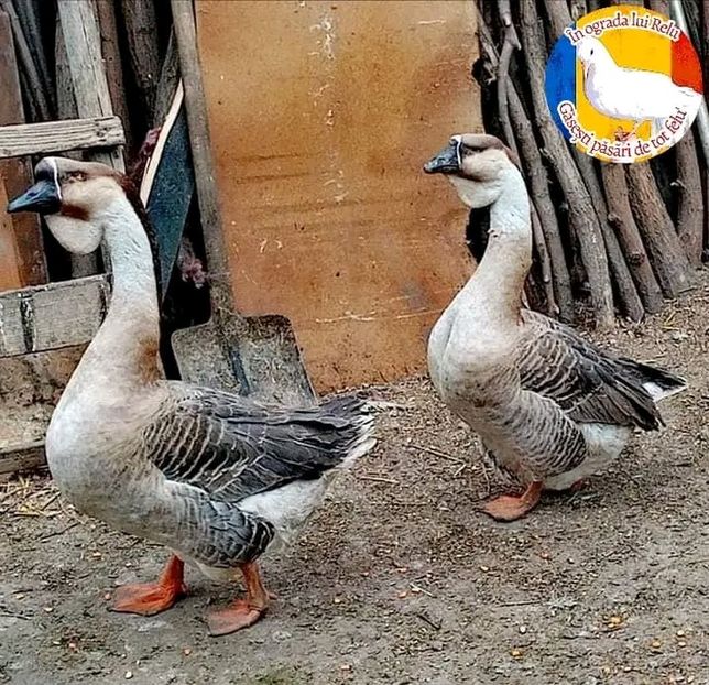  - Matca de gâște leșești 2022